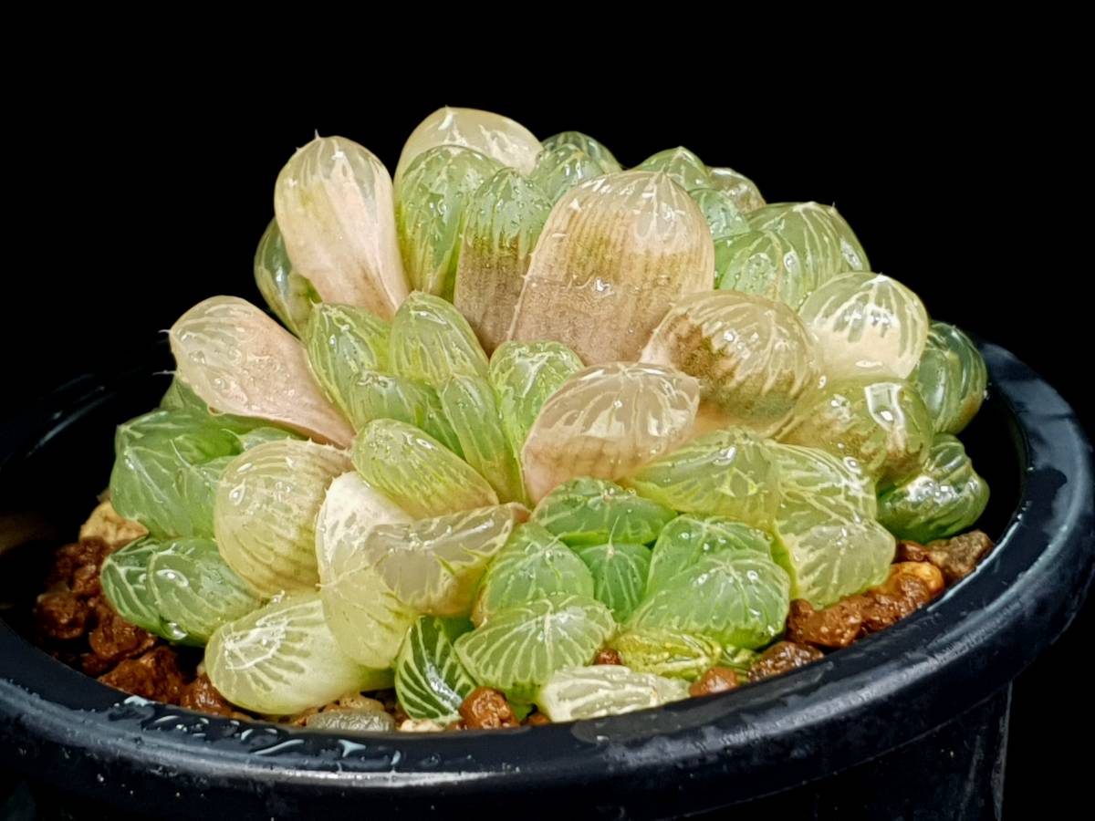 糊斑 群生 ハオルチア オブツーサ錦 多肉植物 Www Esyav Com