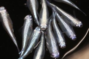 19年07月 みゆきのヤフオク の相場 価格を見る ヤフオク のみゆきのオークション売買情報は3 354件が掲載されています