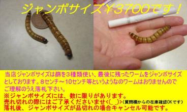 ジャンボワーム アロワナ 熱帯魚 水槽 エーハイム エサ 売買されたオークション情報 Yahooの商品情報をアーカイブ公開 オークファン Aucfan Com