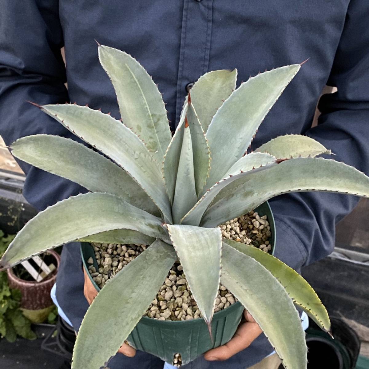 Agave tequilana アガベ テキラーナ 大株 アガベ tequilana テキラーナ