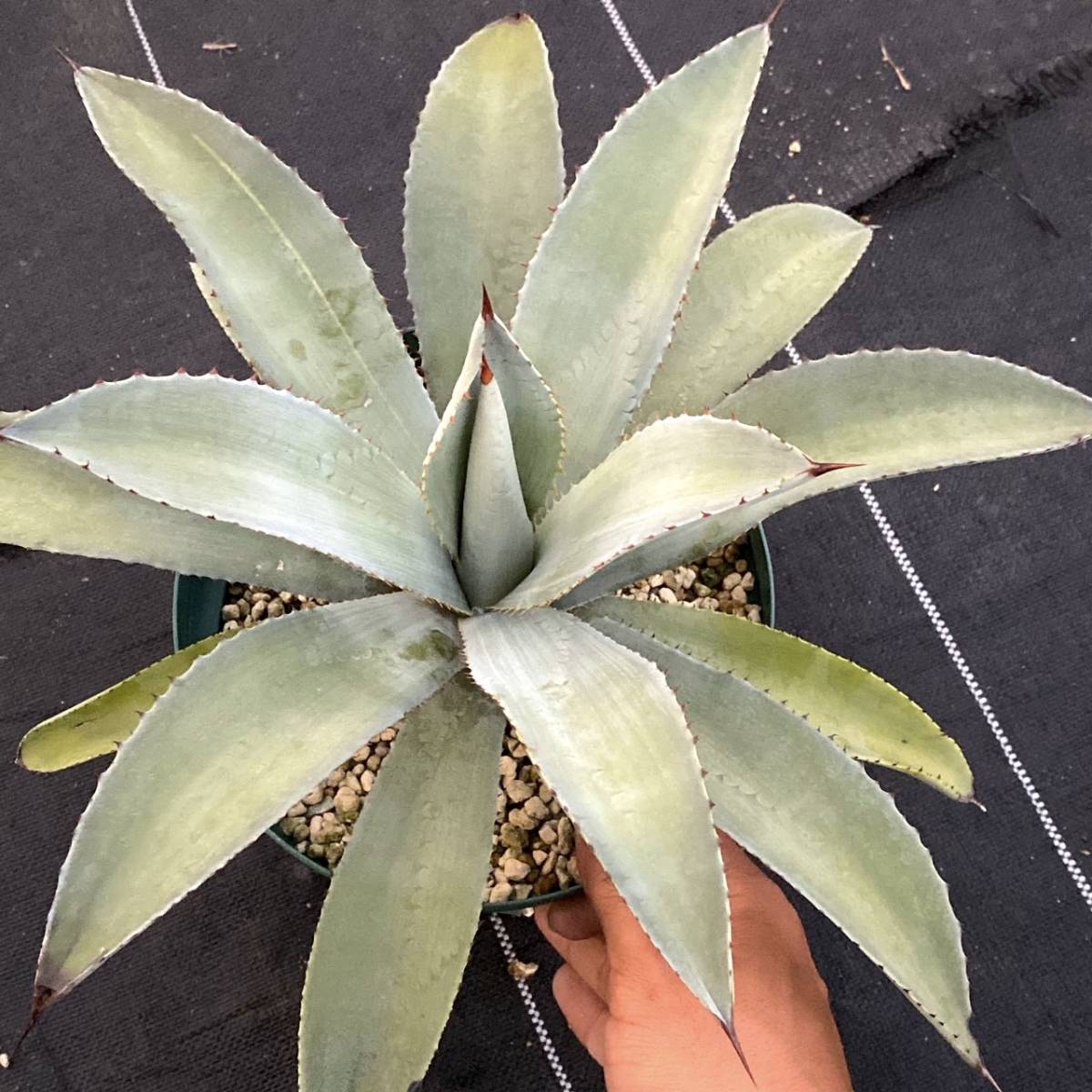 中株～大株祭り！Agave-tequilana アガベ-テキラーナ