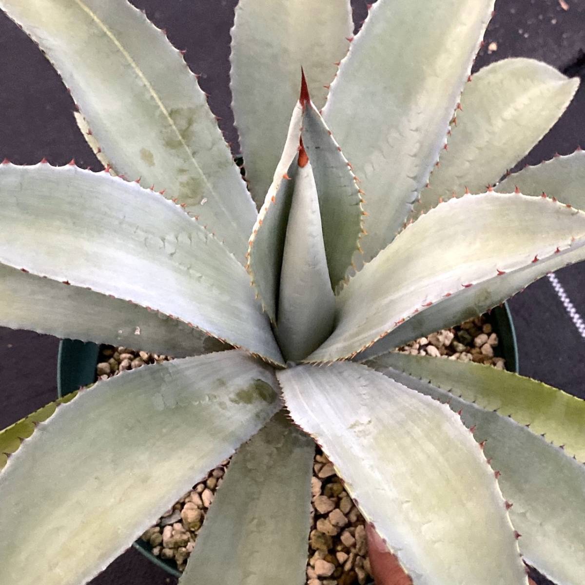 中株～大株祭り！Agave-tequilana アガベ-テキラーナ