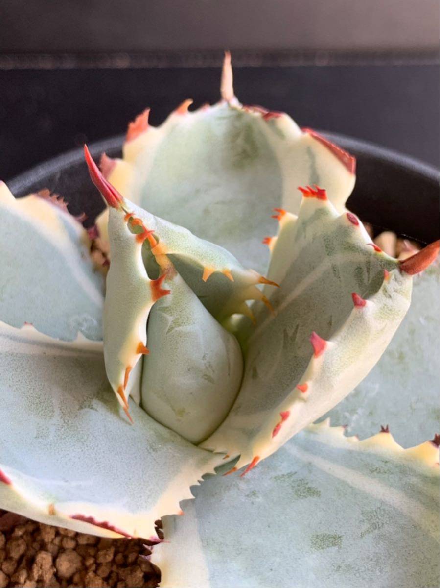 カブトガニ錦 アガベ 多肉植物 サボテン