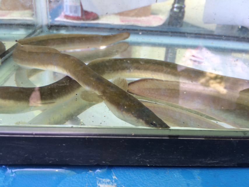 天然うなぎ 海うなぎ ウナギ 鰻 約25センチ 1匹 川魚 売買されたオークション情報 Yahooの商品情報をアーカイブ公開 オークファン Aucfan Com
