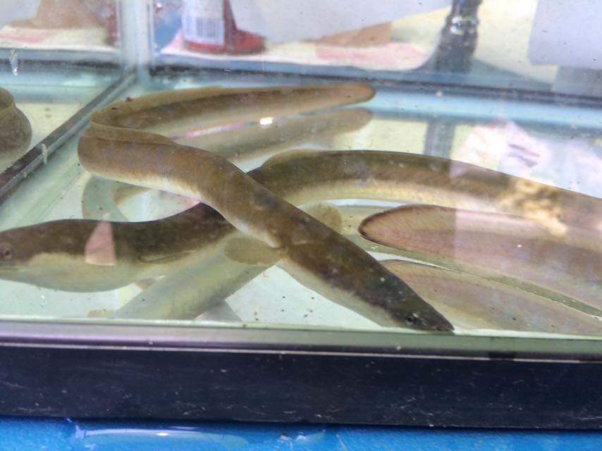 天然うなぎ 海うなぎ ウナギ 鰻 約25センチ 1匹 川魚 売買されたオークション情報 Yahooの商品情報をアーカイブ公開 オークファン Aucfan Com