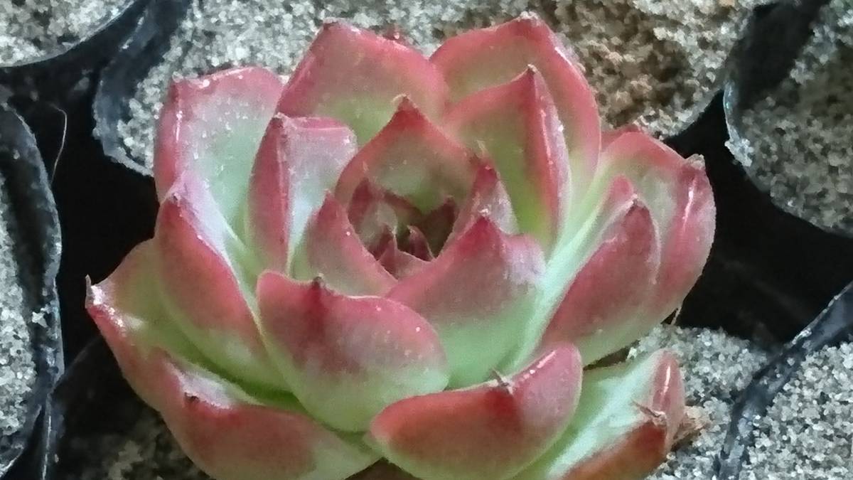 Sale 5 多肉植物 エケベリア 赤い宝石 原種名 Rojo Bijoux サボテン 売買されたオークション情報 Yahooの商品情報をアーカイブ公開 オークファン Aucfan Com