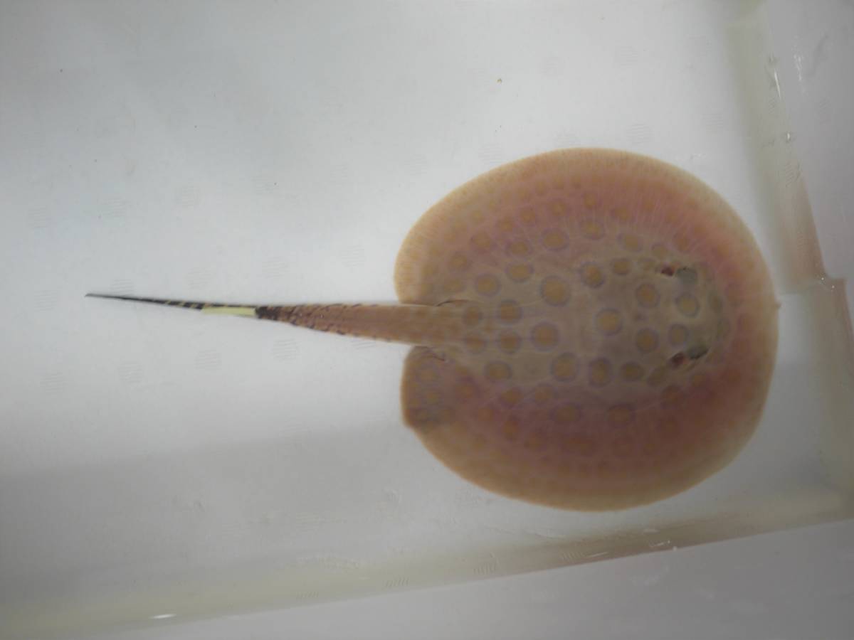 【安い，お得】 特価 ブリード コロンビアモトロ ♂ １３ｃｍ(淡水魚)｜売買されたオークション情報、yahooの商品情報をアーカイブ公開 - オークファン その他