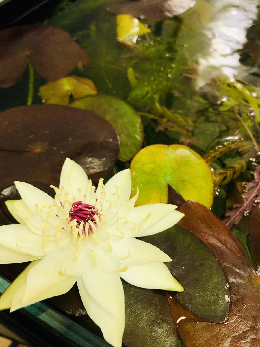 タパジョスレッドドワーフニムファ1株水草水槽にシュリンプ水槽に 真っ赤 水草 売買されたオークション情報 Yahooの商品情報をアーカイブ公開 オークファン Aucfan Com