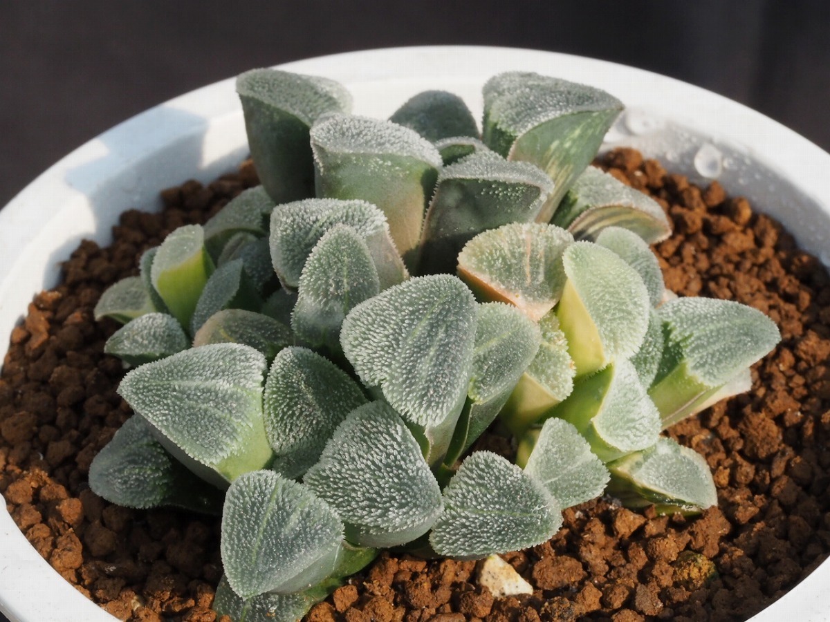 22春夏新色 ピグマエア錦 ハオルチア 植物 観葉植物 Www U3acalpe Org