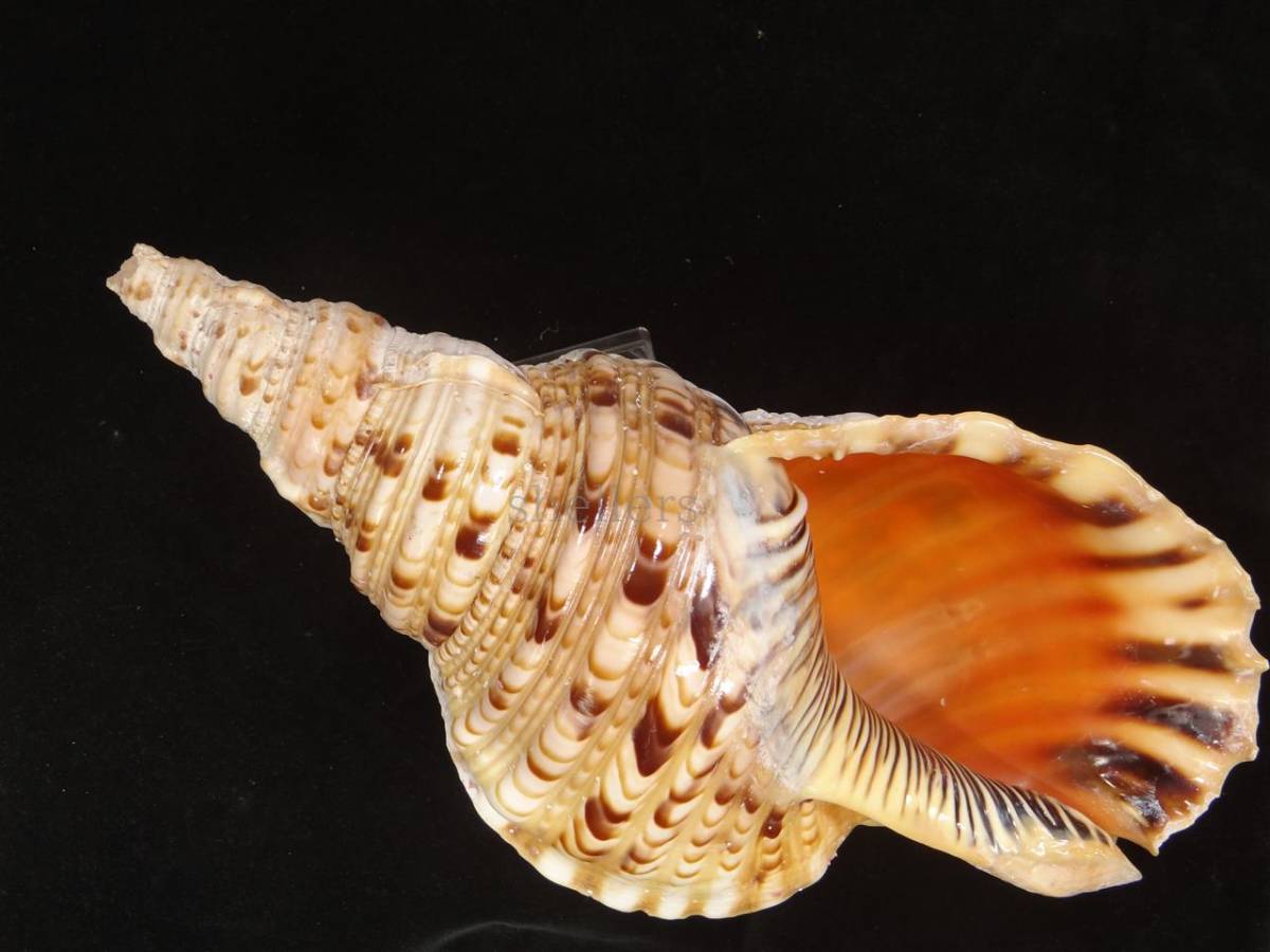 貝 標本 ホラガイ 法螺貝 36.5cm 現状販売_1