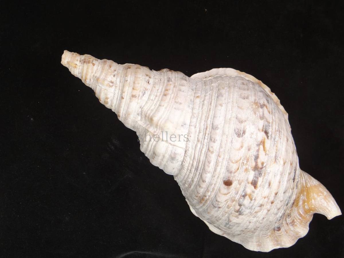 貝 標本 ホラガイ 法螺貝 36.5cm 現状販売_2
