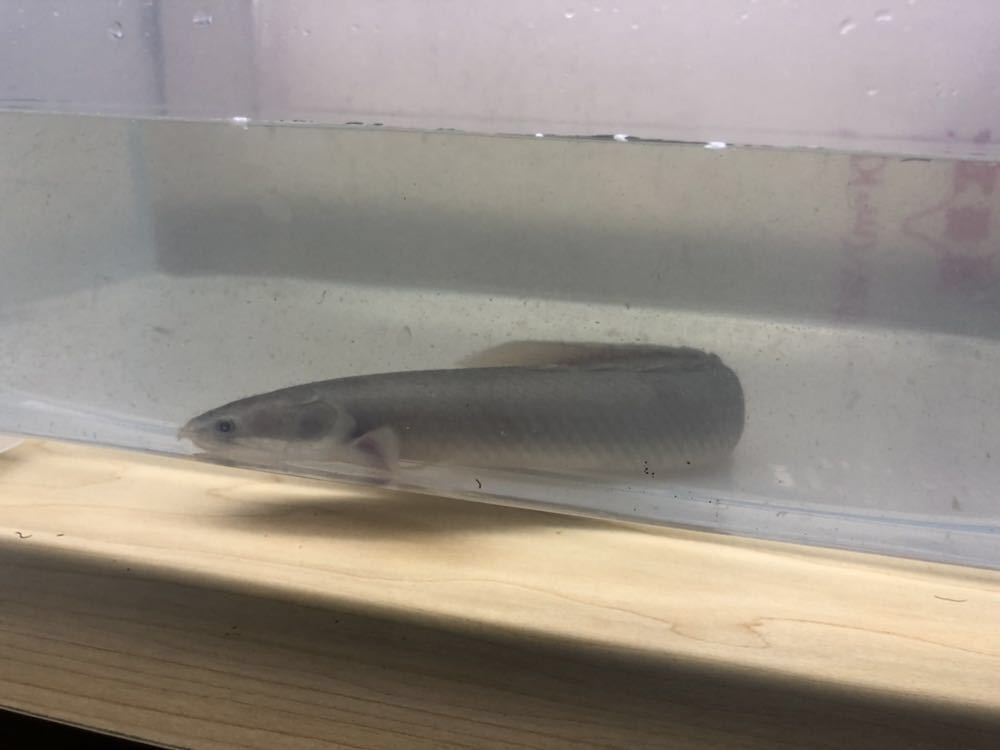 ポリプテルス セネガルス | ＪＣＳＳ校正証明書付 製品 デジタルノギス２００㎜転送機能付 証明書付き チップ入り トゥルカナセネガルス 27センチ