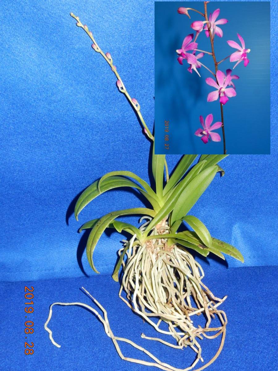 《ナゴラン×ドリティス交配種　根ほぐし株》　着生ラン：洋ラン：洋蘭：山野草