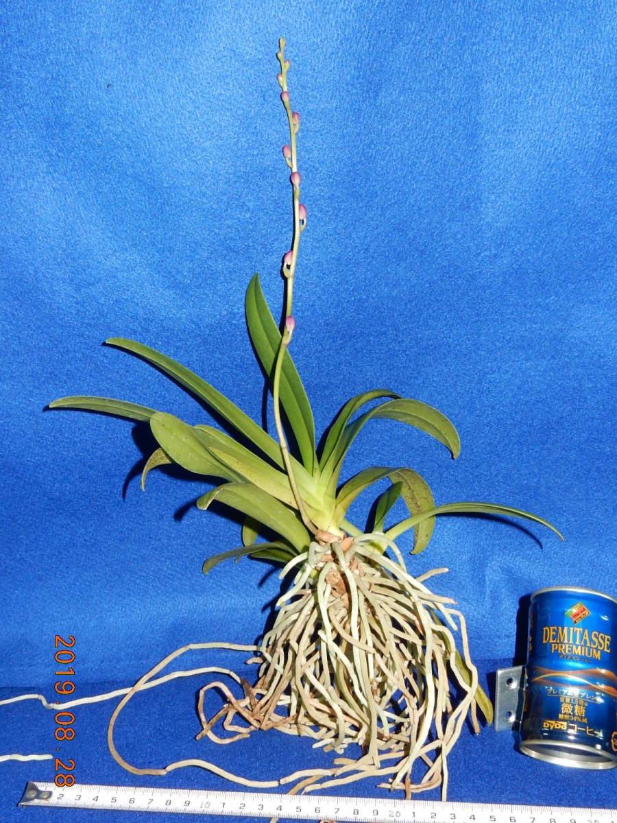 《ナゴラン×ドリティス交配種　根ほぐし株》　着生ラン：洋ラン：洋蘭：山野草