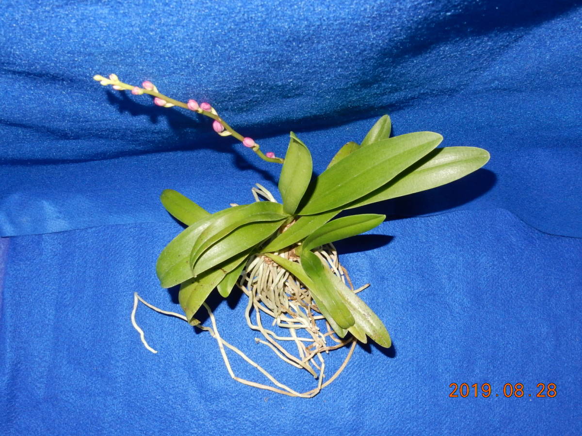 《ナゴラン×ドリティス交配種　根ほぐし株》　着生ラン：洋ラン：洋蘭：山野草