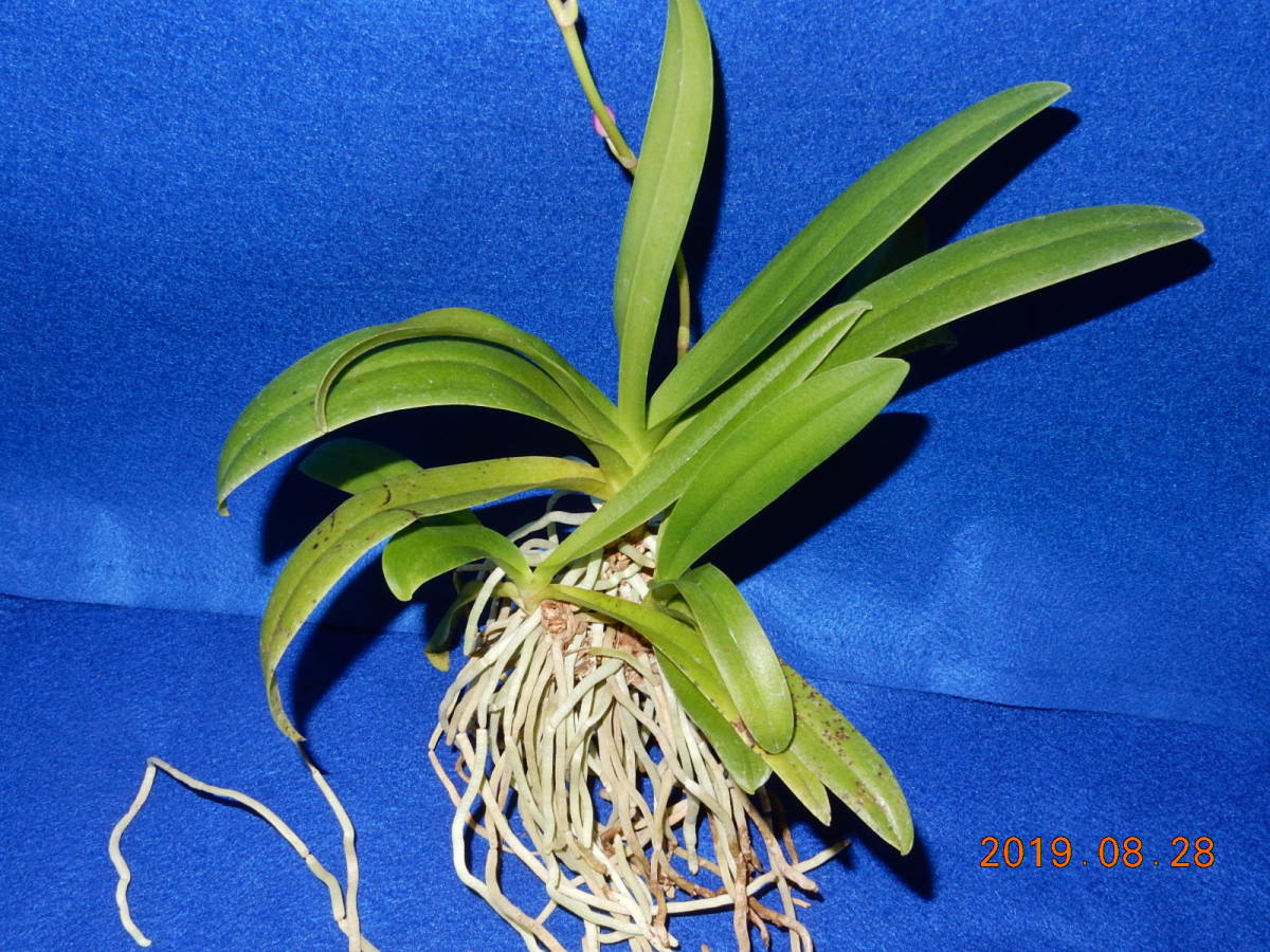 《ナゴラン×ドリティス交配種　根ほぐし株》　着生ラン：洋ラン：洋蘭：山野草