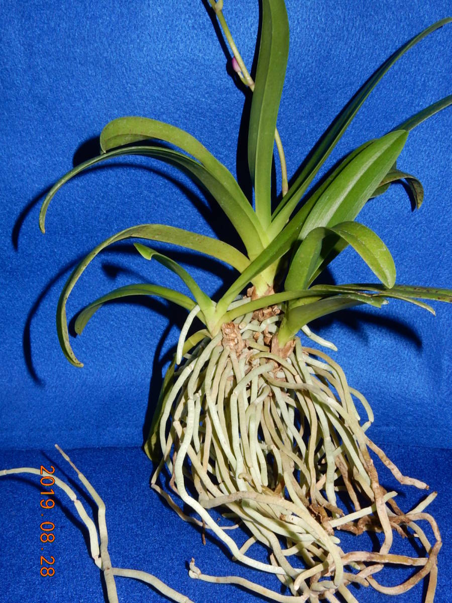 《ナゴラン×ドリティス交配種　根ほぐし株》　着生ラン：洋ラン：洋蘭：山野草