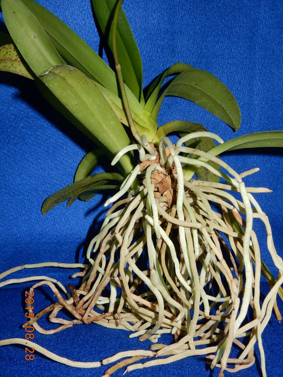 《ナゴラン×ドリティス交配種　根ほぐし株》　着生ラン：洋ラン：洋蘭：山野草