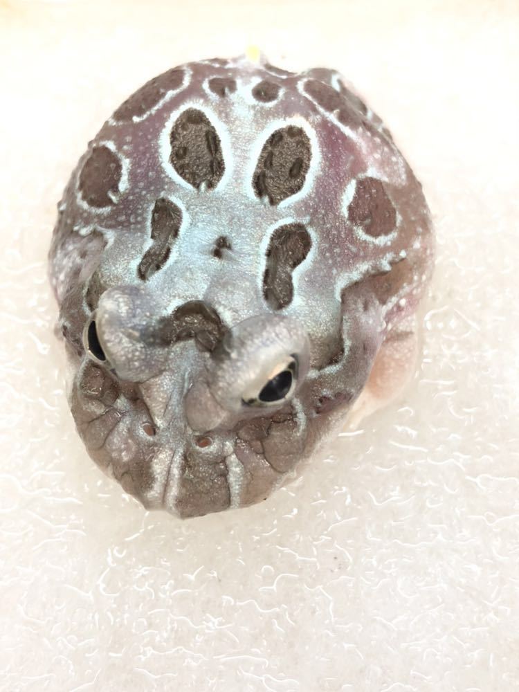 クランウェルツノガエル ミュータントB品_2