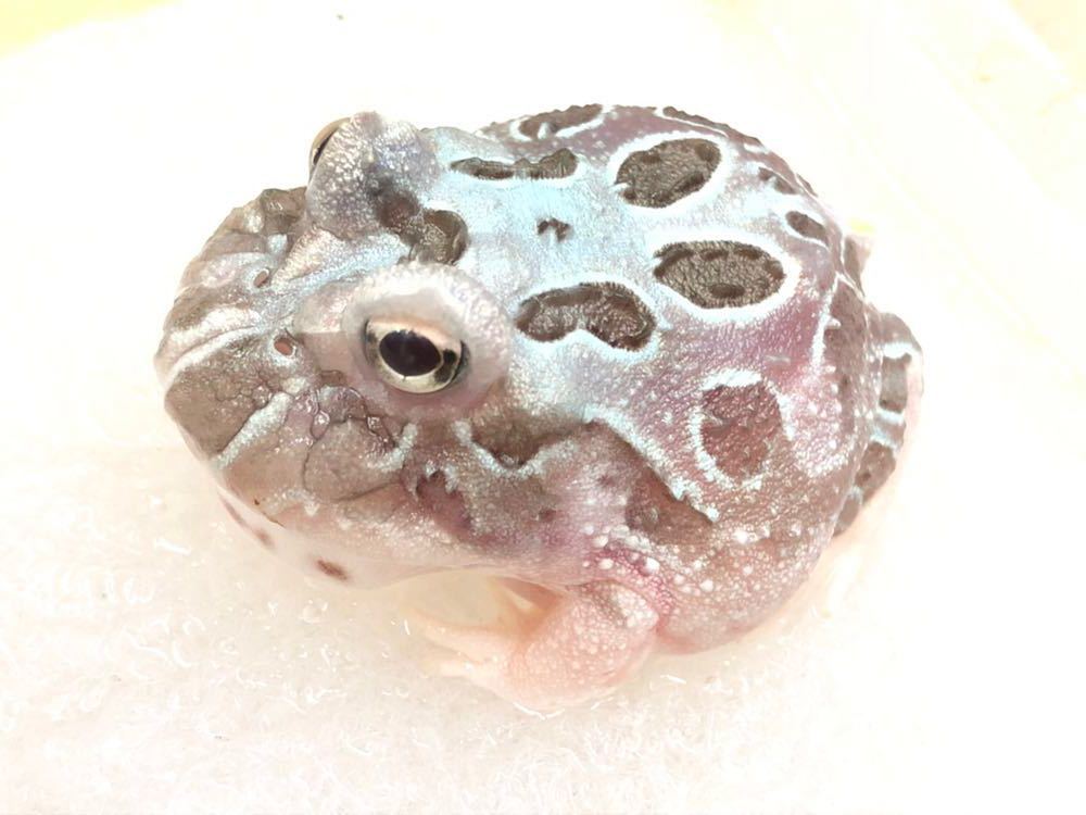 クランウェルツノガエル ミュータントB品_3