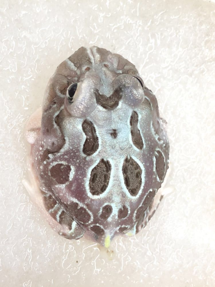 クランウェルツノガエル ミュータントB品_4