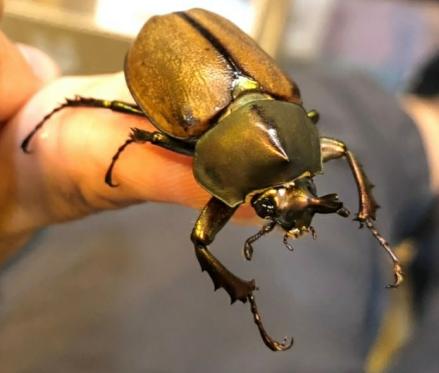 限定セール，得価 ◯beetleshop桜◯緑系マルガリータヒナカブト幼虫4頭(外国産)｜売買されたオークション情報、yahooの商品情報をアーカイブ公開 - オークファン 外国産