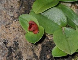 Porpax ポーパックス 希少種 borneensis 洋蘭原種(340) 洋蘭 ustulata