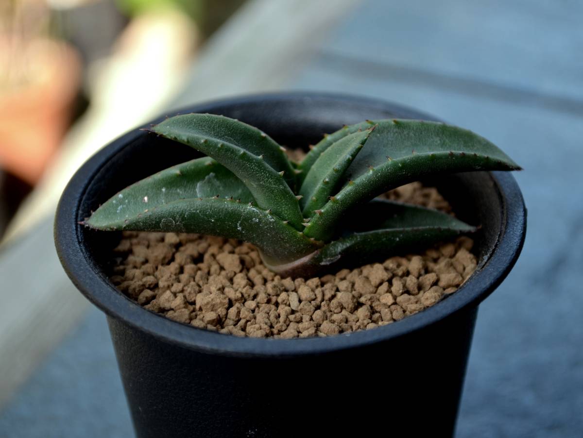 多肉植物 サボテン アロエ Aloe Cryptopoda Aloe Aculeata 和名 銀麗錦 B 2 5号 実生 現品 アロエ 売買されたオークション情報 Yahooの商品情報をアーカイブ公開 オークファン Aucfan Com