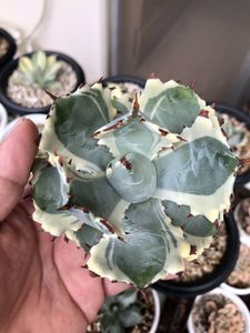 多肉植物アガベ 王妃カブトガニ錦 極上大株02 アガベ・王妃甲蟹錦 |