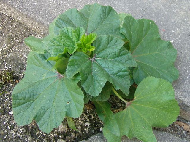 おかのりの種　オカノリの種子　約2.5ml(約225粒)_1