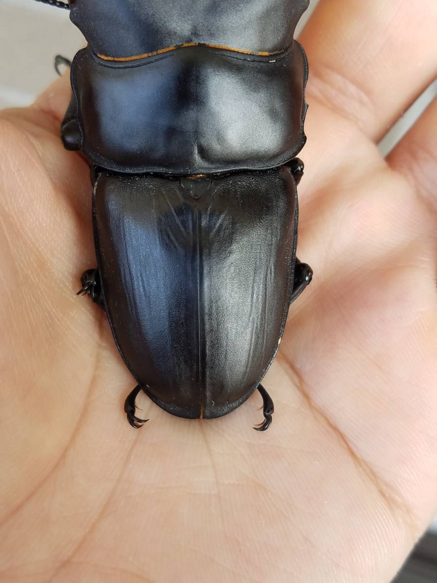 【OOKUWA BOX】18年19番 久留米産オオクワガタ♂82.0mm×♀51.7mmペア