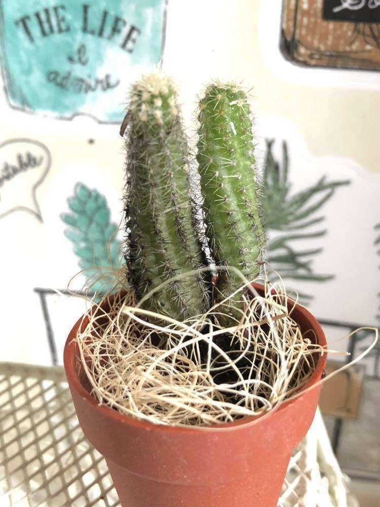 多肉植物 ミニサボテン 白檀 発根あり 可愛い寄せ植えに 送料73円 サボテン 売買されたオークション情報 Yahooの商品情報をアーカイブ公開 オークファン Aucfan Com 多肉植物 ミニサボテン 白檀 発根あり 可愛い寄せ植えに 送料73円 サボテン 売買されたオークション情報 Yahooの商品情報をアーカイブ公開 オークファン Aucfan Com