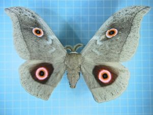 ヤママユのYahoo!オークション(旧ヤフオク!)の相場・価格を見る｜Yahoo