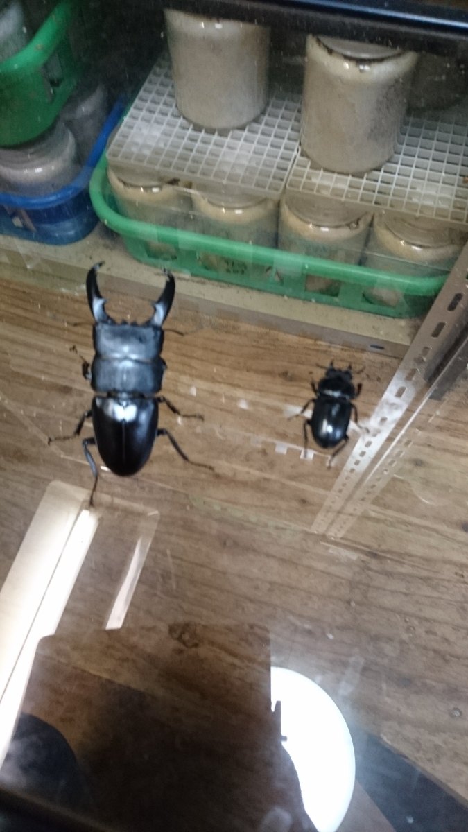 【激レア】2016年5月8日フィリピン便レイテ島南部SUGOD(スゴット)からのオオヒラタの♂78mm×♀46mm【ＷＦ3】No.4