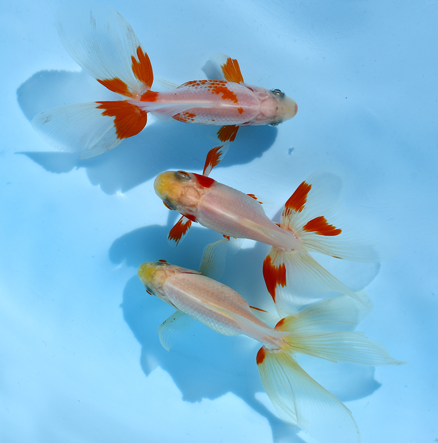 遠州金魚 東海錦 当歳 7cm 3匹セット ⑤(その他)|売買されたオークション情報、yahooの商品情報をアーカイブ公開 - オークファン ...