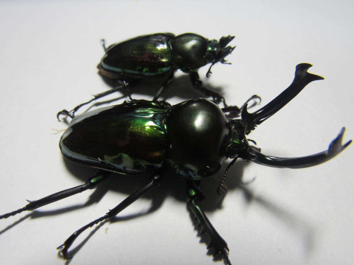 ニジイロクワガタ 新成虫 グリーン系ペア ピカール血統 ♂５２㎜ ♀３８㎜(外国産)｜売買されたオークション情報、yahooの商品情報をアーカイブ公開 - オークファン 外国産