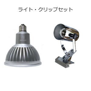 ボルクスジャパン グラッシーレディオRX122c コーラル とレディオ
