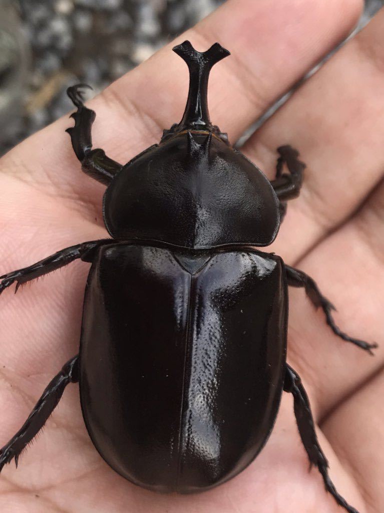 クメジマカブトF4 幼虫4頭　_1