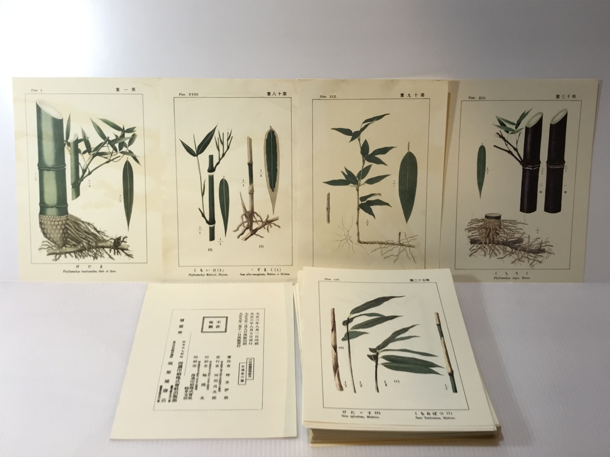 ⁄ 坪井竹類図譜 解説共(坪井伊助) 古本、中古本、古書籍の通販