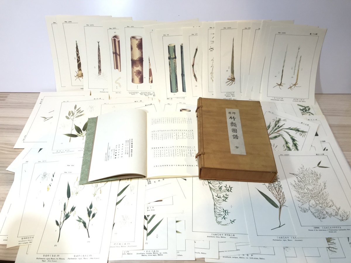 ⁄ 坪井竹類図譜 解説共(坪井伊助) 古本、中古本、古書籍の通販