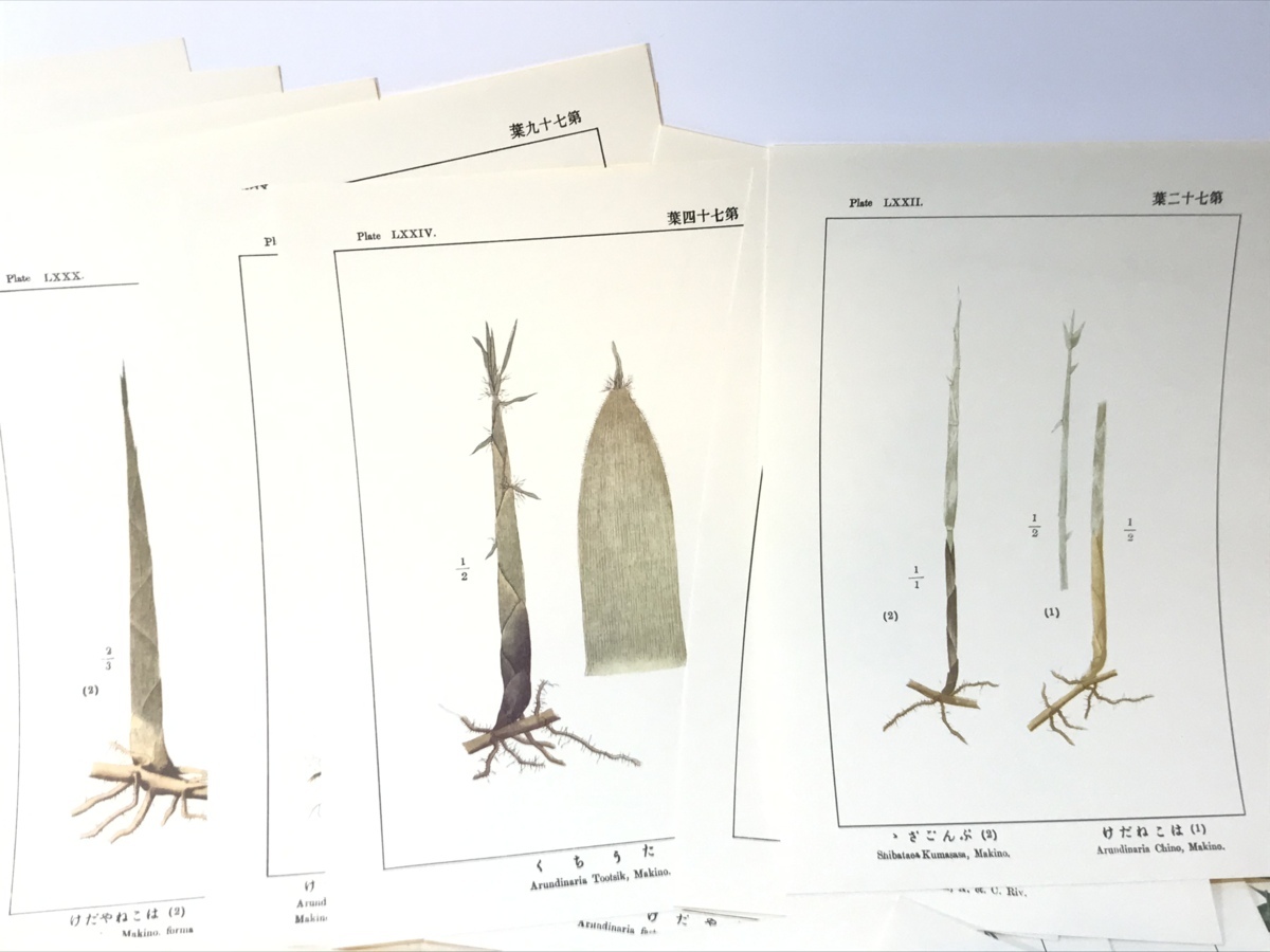 ⁄ 坪井竹類図譜 解説共(坪井伊助) 古本、中古本、古書籍の通販