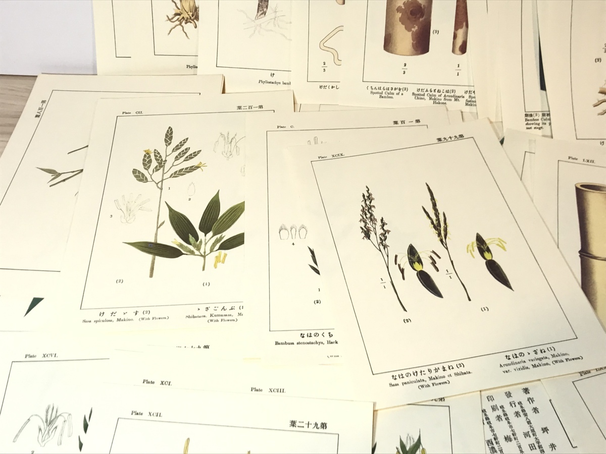 ⁄ 坪井竹類図譜 解説共(坪井伊助) 古本、中古本、古書籍の通販