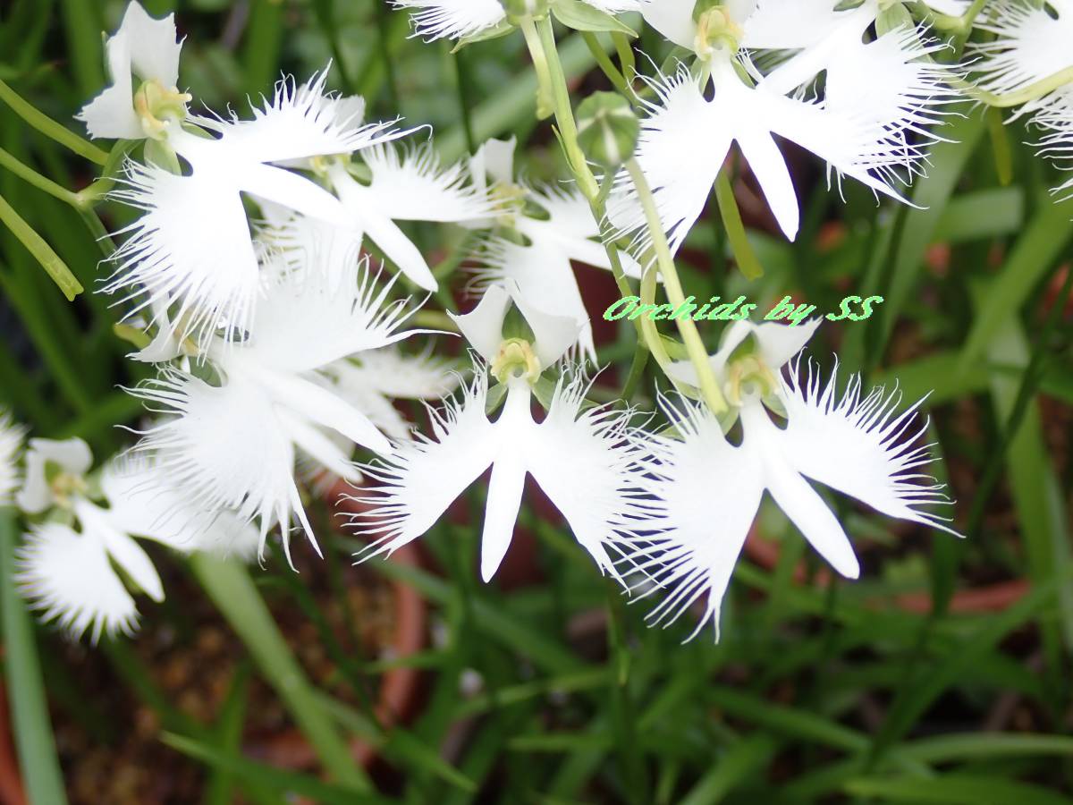 Ss サギソウ サギ草 愛知県産１ 野生蘭 山野草 ラン 売買されたオークション情報 Yahooの商品情報をアーカイブ公開 オークファン Aucfan Com