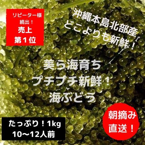 朝摘み直送！美ら海育ち！沖縄産人気の海ぶどう　たっぷり1kg 海ぶどう（1kgの通販 1kg 朝摘み直送！美ら海育ち！沖縄産人気の海ぶどう 1kg：沖縄県産の海 生！海ぶどうドーンと1kg (茎付き)タレ付き☆生産者が送る“鮮度抜群”海ぶどう