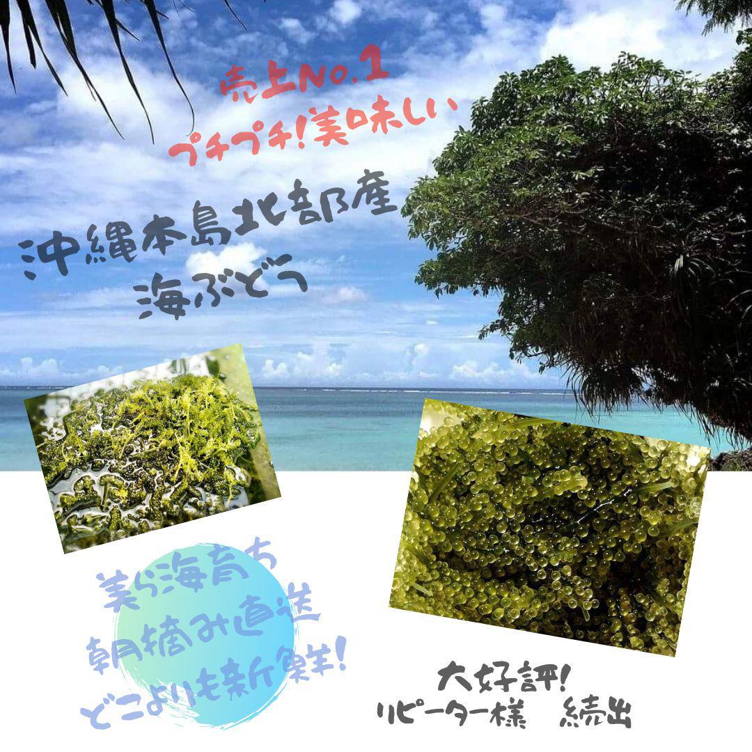 朝摘み直送！美ら海育ち！沖縄産人気の海ぶどう　たっぷり1kg 海ぶどう（1kgの通販 1kg 朝摘み直送！美ら海育ち！沖縄産人気の海ぶどう 1kg：沖縄県産の海 生！海ぶどうドーンと1kg (茎付き)タレ付き☆生産者が送る“鮮度抜群”海ぶどう
