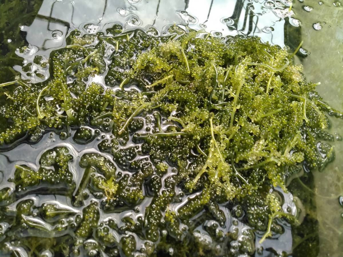 朝摘み直送！美ら海育ち！沖縄産人気の海ぶどう　たっぷり1kg 海ぶどう（1kgの通販 1kg 朝摘み直送！美ら海育ち！沖縄産人気の海ぶどう 1kg：沖縄県産の海 生！海ぶどうドーンと1kg (茎付き)タレ付き☆生産者が送る“鮮度抜群”海ぶどう