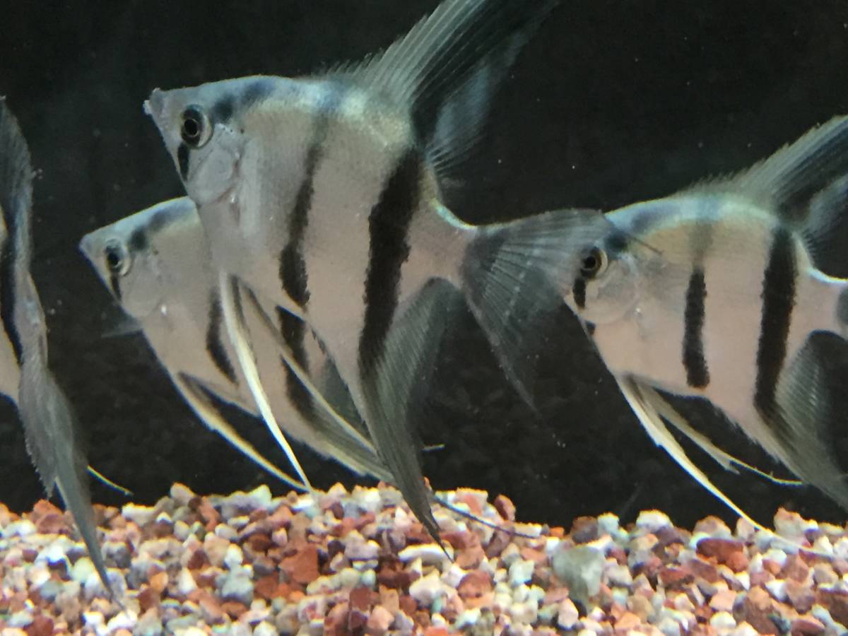 ブルーエンゼルフィッシュ 6匹 淡水魚 売買されたオークション情報 Yahooの商品情報をアーカイブ公開 オークファン Aucfan Com