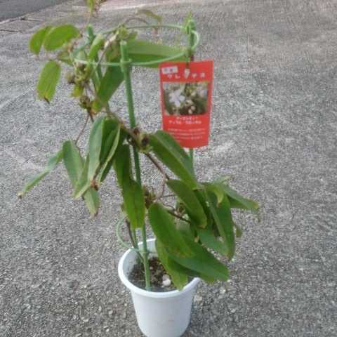 クレマチスアーマンディアップルブロッサム 種 売買されたオークション情報 Yahooの商品情報をアーカイブ公開 オークファン Aucfan Com