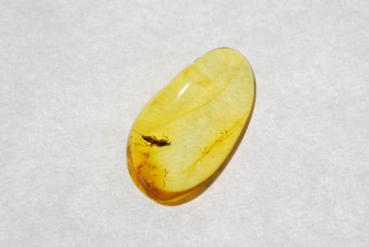 虫入り 琥珀 アンバー 原石 バルティック Ab134 バルト海 化石 虫 昆虫 化石 売買されたオークション情報 Yahooの商品情報をアーカイブ公開 オークファン Aucfan Com