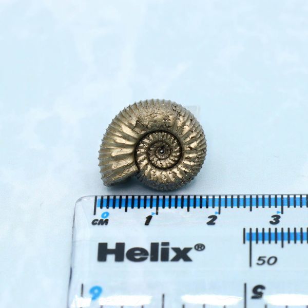 アンモナイト　化石　天然　アクセサリー　ペンダントトップ　素材　黄鉄鉱　１８ｍｍ　7365_1